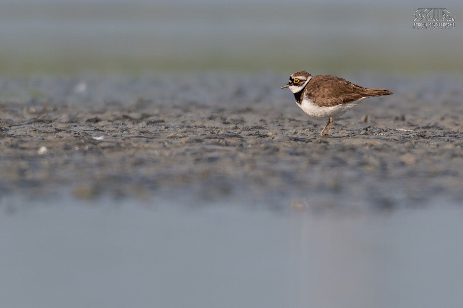 Water birds - Little ringed plover Little ringed plover / Charadrius dubius Stefan Cruysberghs